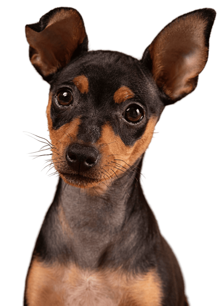 cleverpetz-dog banner